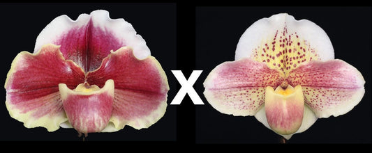 Paphiopedilum Obsession ‘Mulberry Moon’ x Pink Queen ‘Supreme’