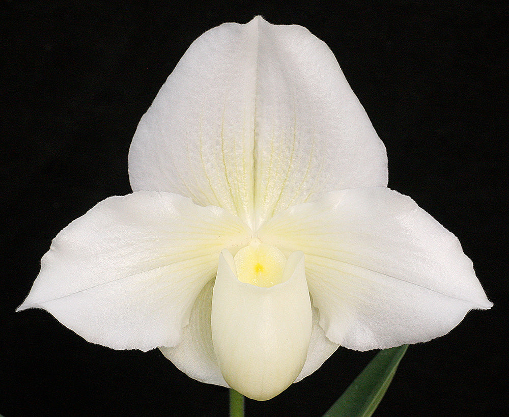 (Via Muchos Ninos ‘Full Moon’ HCC/AOS x Porcelain Treasure ‘Winter Moon’