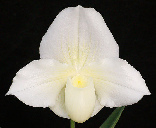 (Via Muchos Ninos ‘Full Moon’ HCC/AOS x Porcelain Treasure ‘Winter Moon’