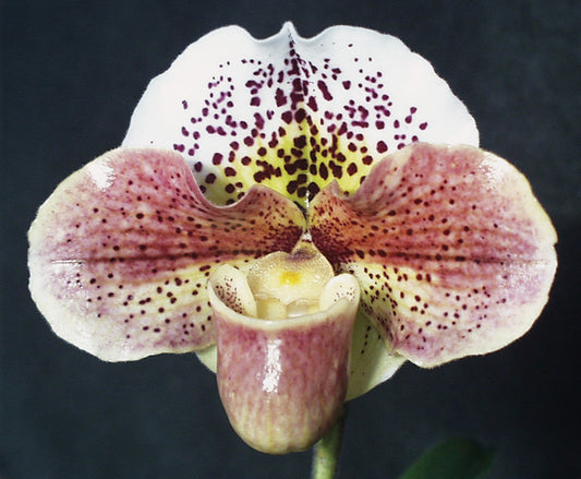 Paphiopedilum Heart’s Desire ‘Luna’