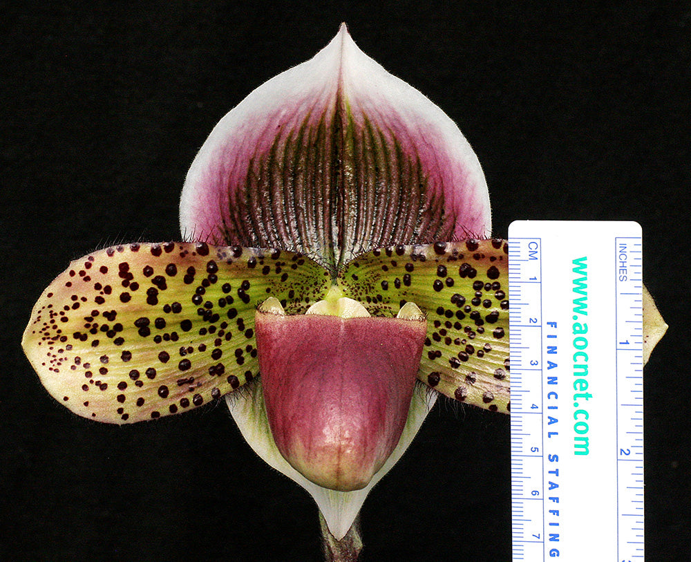Paphiopedilum Dark Destiny ‘Oh My’ FCC/AOS