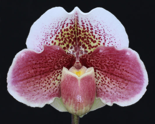 Paphiopedilum Mooncharm  ‘Charmer’ AM/AOS