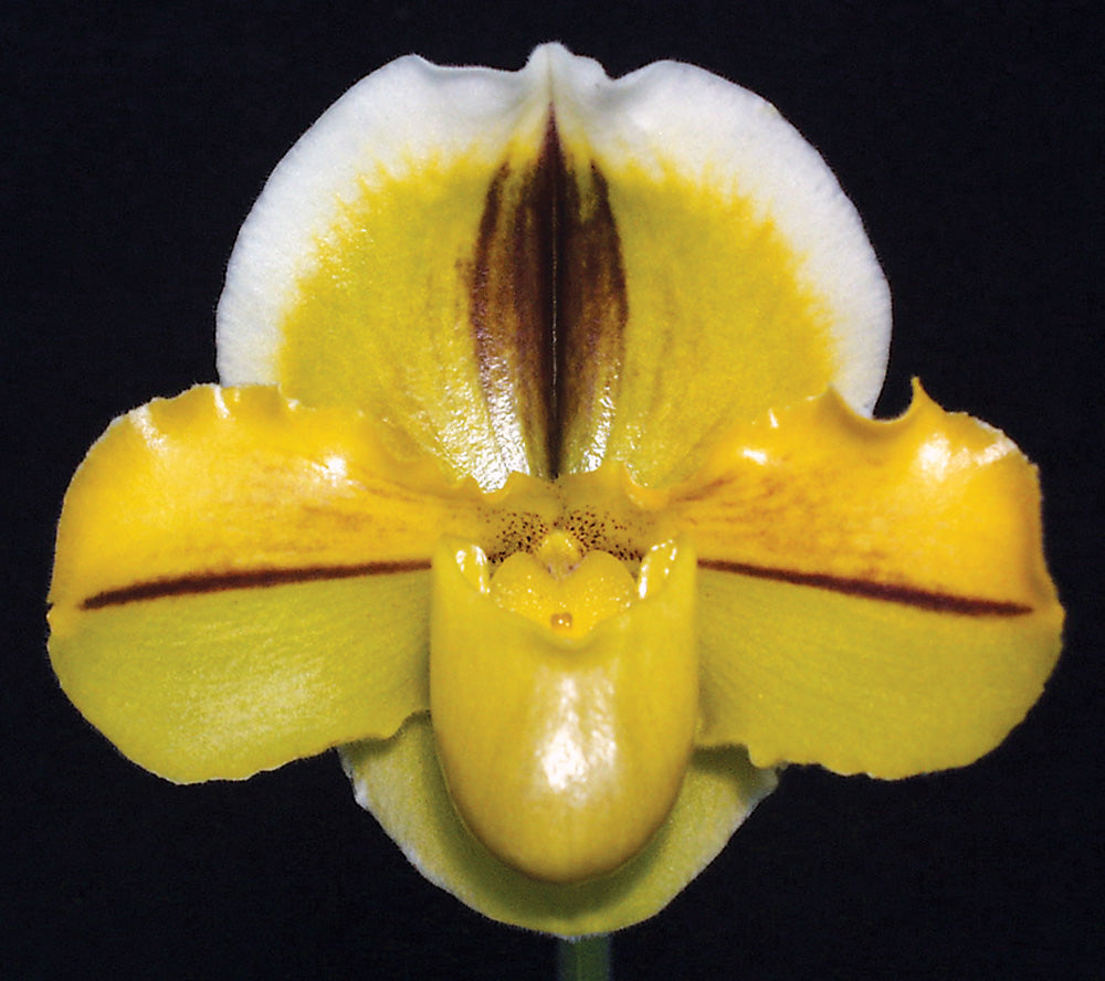 Paphiopedilum Pavaday 'Coromandel' AM/AOS, SM/CSA, HCC/NZOS