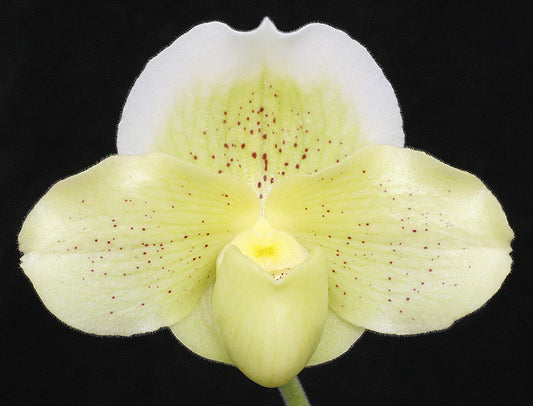 Paphiopedilum Bella Luna