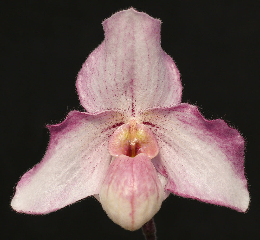 Paphiopedilum Black Diamond 'Jazz Singer' HCC/AOS