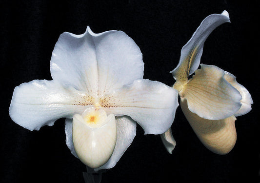 Paphiopedilum Blanche Sawyer 'Snowman' AM/AOS