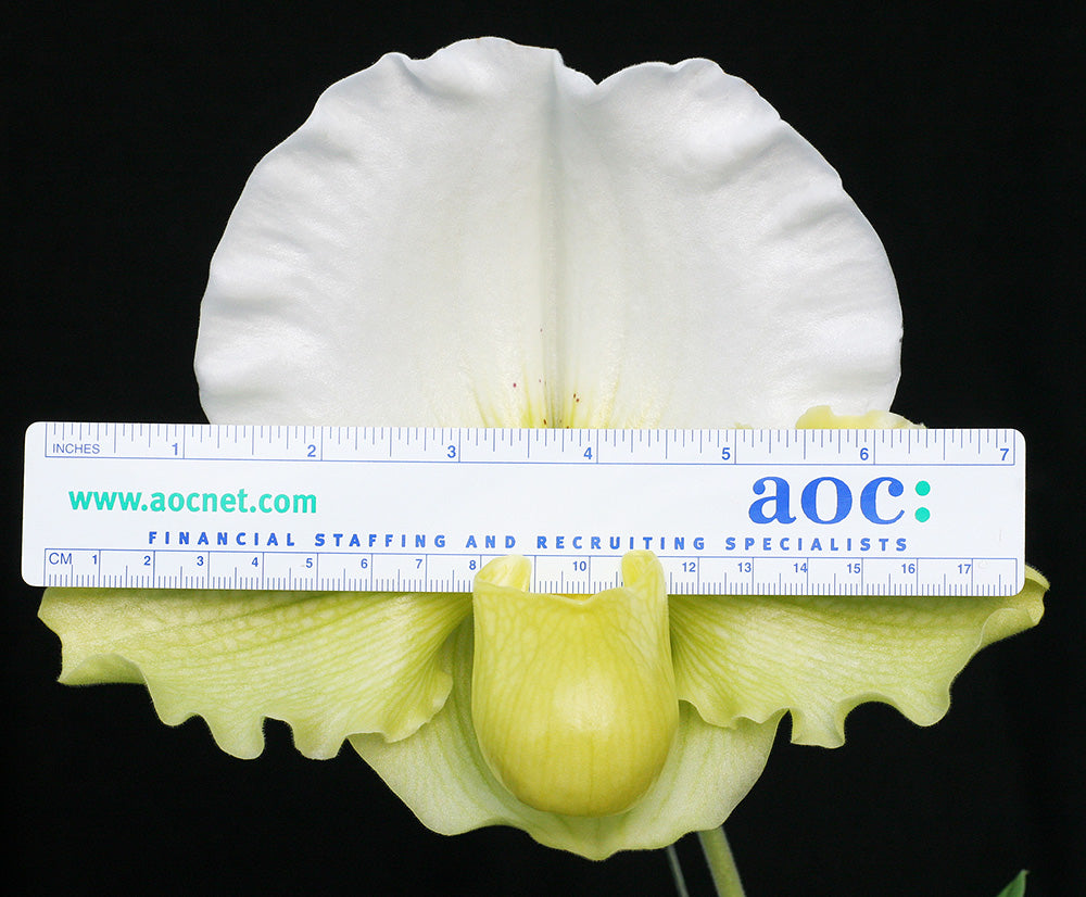 Paphiopedilum Titan’s Gold ‘Massive’