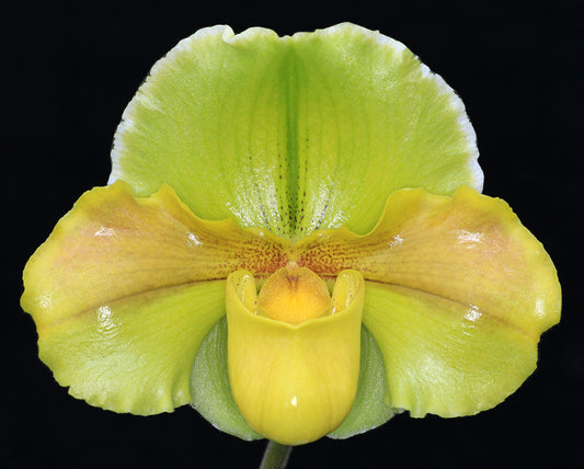 Paphiopedilum Elfin Wonder  ‘Magnum’