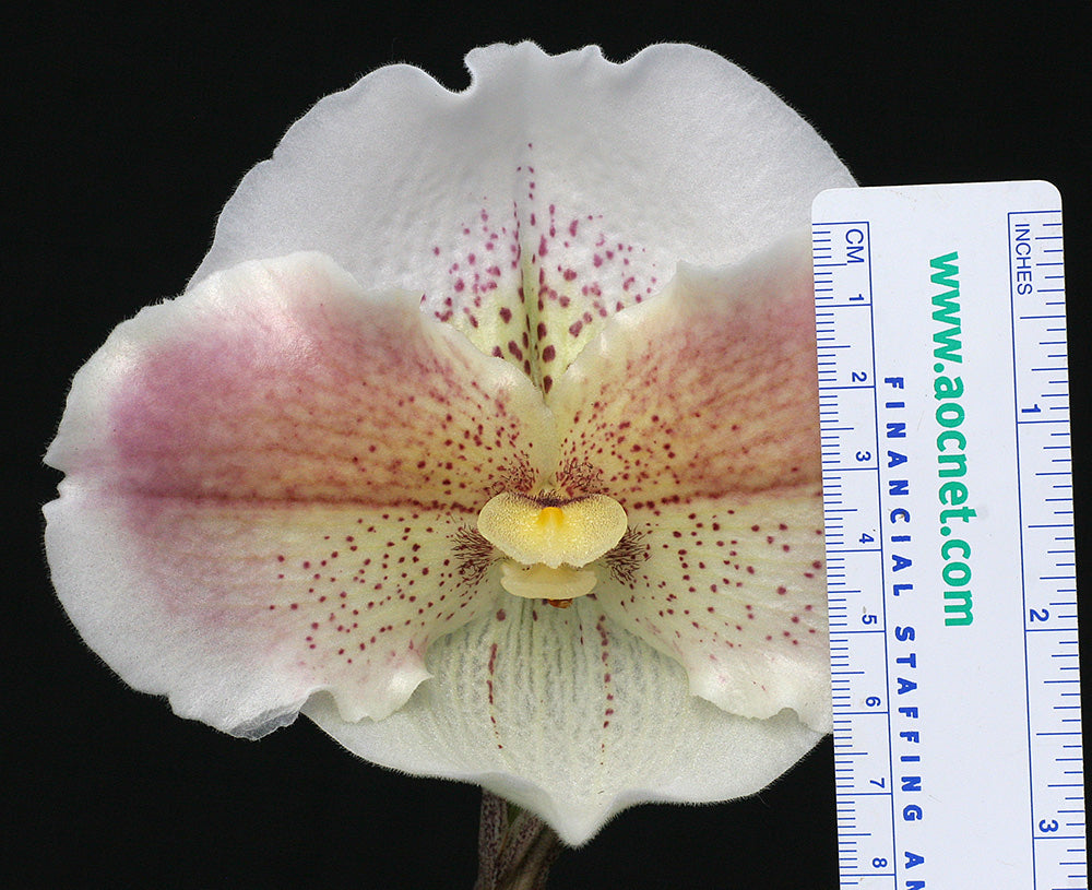 Paphiopedilum Pink Queen ‘Moonlight Serenade’