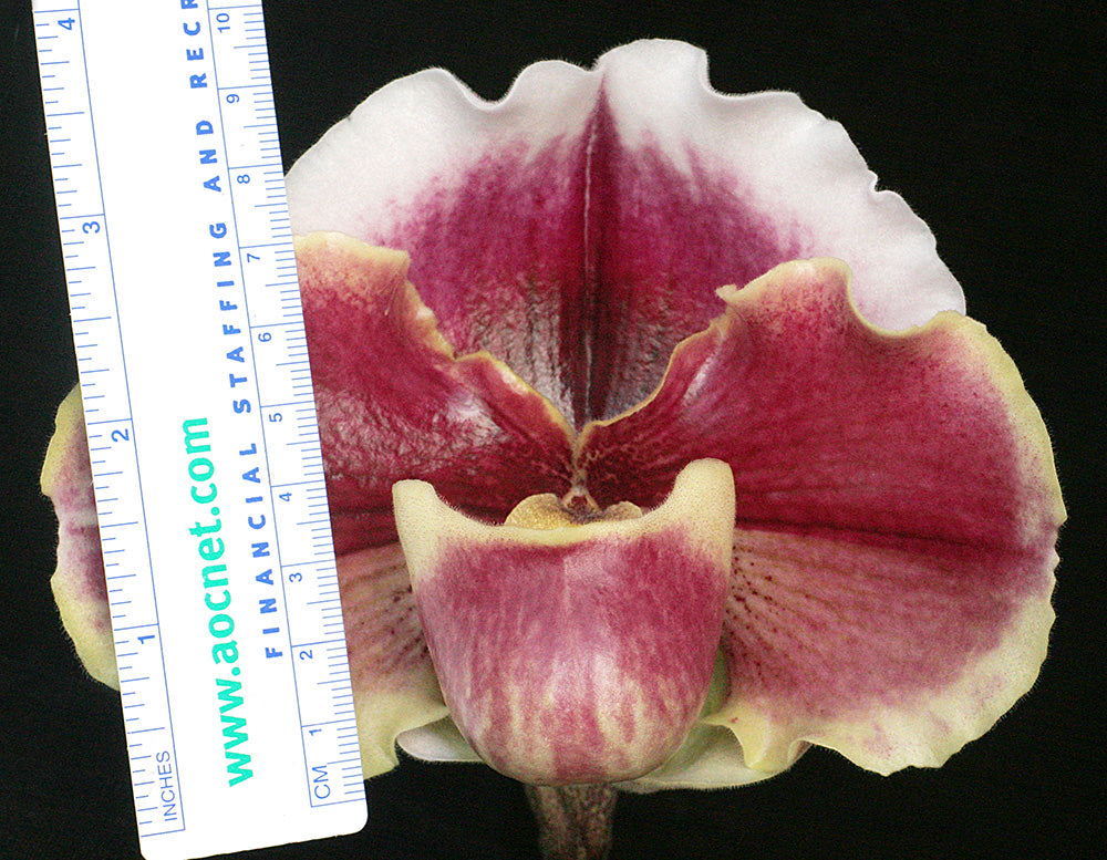 Paphiopedilum Obsession ‘Mulberry Moon’