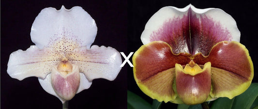 Paphiopedilum Pink Joy