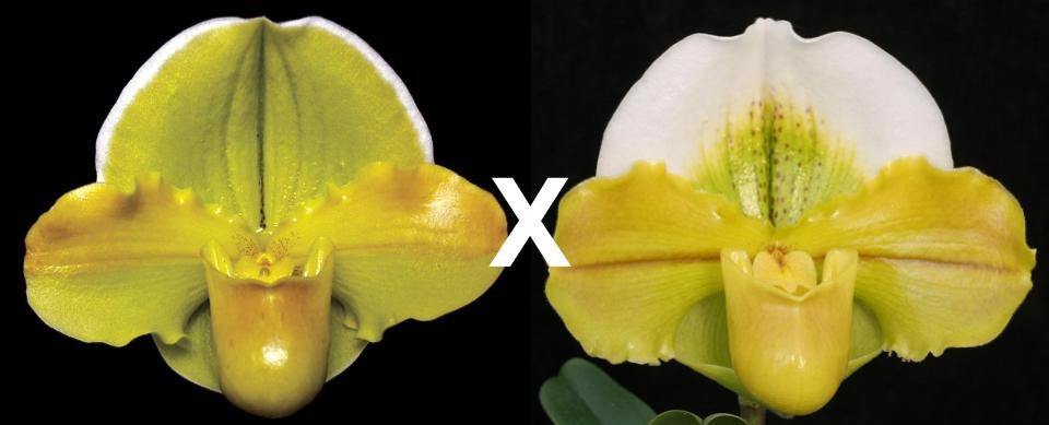 Paphiopedilum Carolina Day