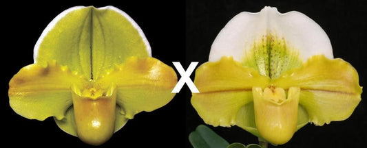 Paphiopedilum Carolina Day