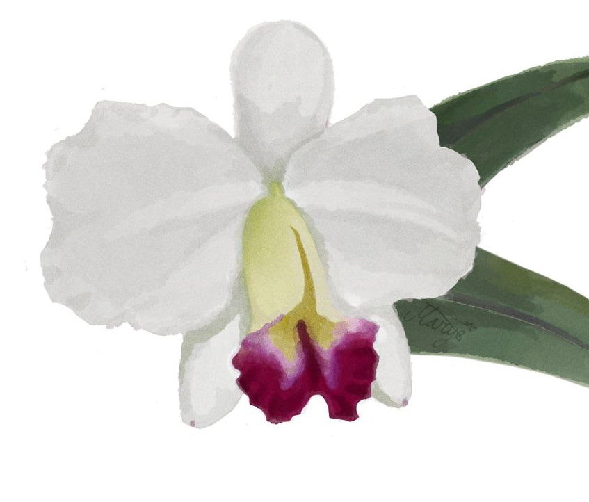 Illustration of white orchid with a purple center on a white background of Cattleya Imperial Charm ’Ace’