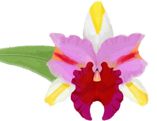 Colorful orchid illustration on a white background