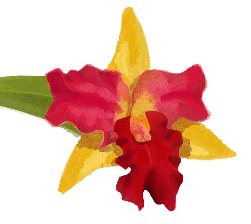 Colorful flower illustration with red, yellow, and green colors on a white background