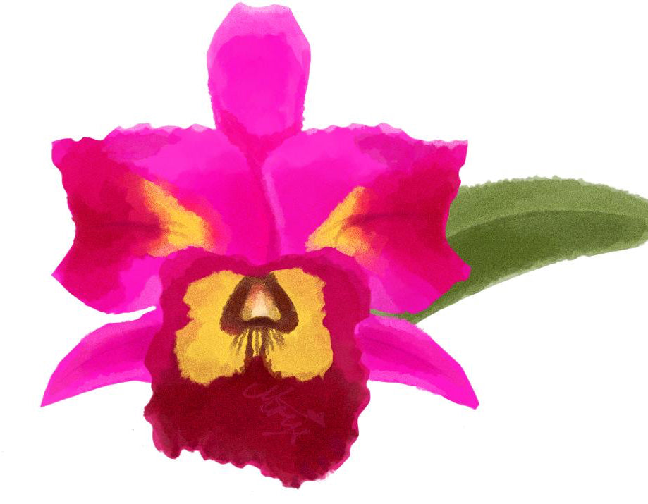 Pink orchid with a yellow center on a white background