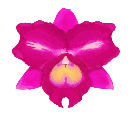 Pink orchid flower on a white background