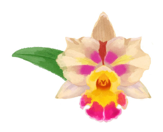 Colorful orchid flower with a green leaf on a white background