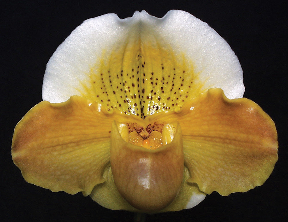 Paphiopedilum Emerald Light ‘Golden Moon’ HCC/AOS