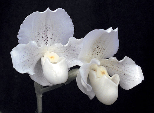 Paphiopedilum Salty ‘Val’ HCC/AOS, CCM/AOS