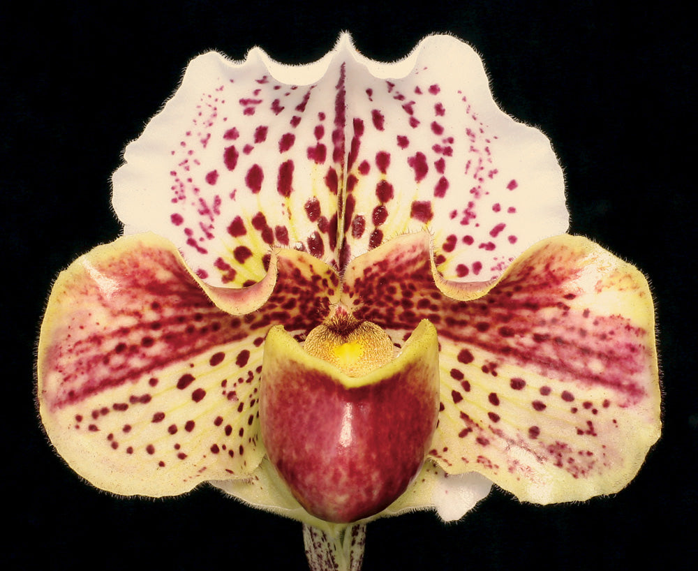 Paphiopedilum Wend Valley ‘Valentine' x Skip Bartlett ‘White Pepper‘