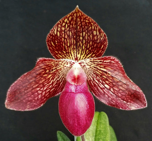 Paphiopedilum Deborah Cash