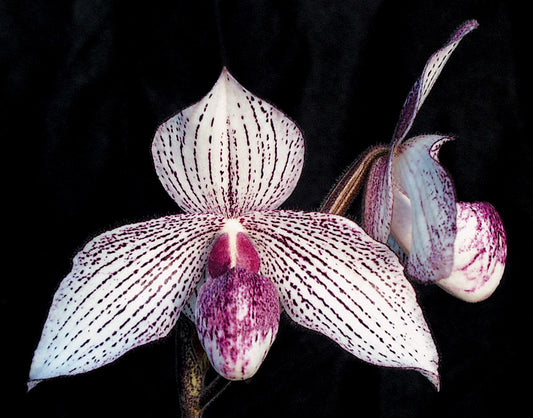Paph. Muriel Constance x rothschildianum ‘Eureka’ AM/AOS