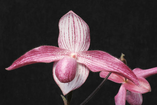 Paphiopedilum Delrosi 'Althea' AM/AOS