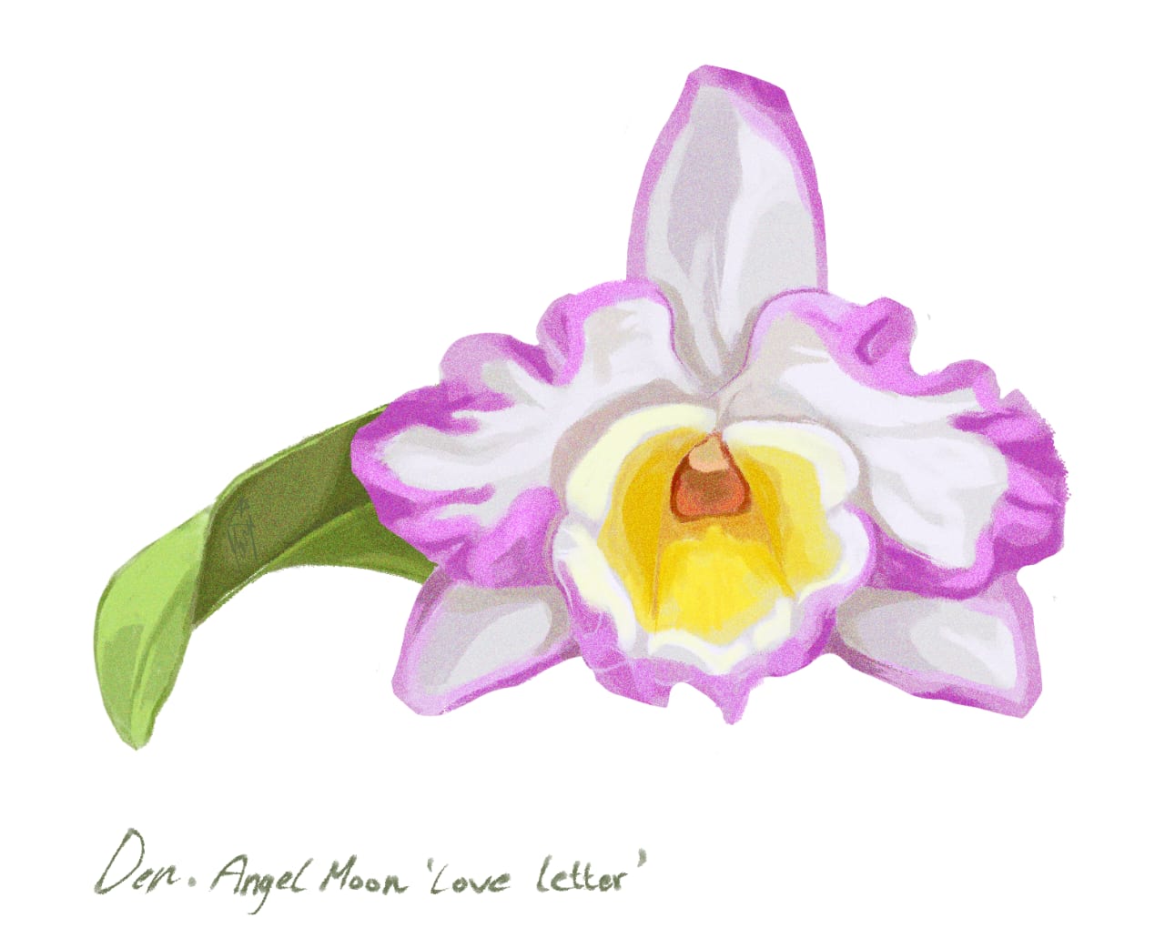 Colorful orchid flower with a green stem on a white background