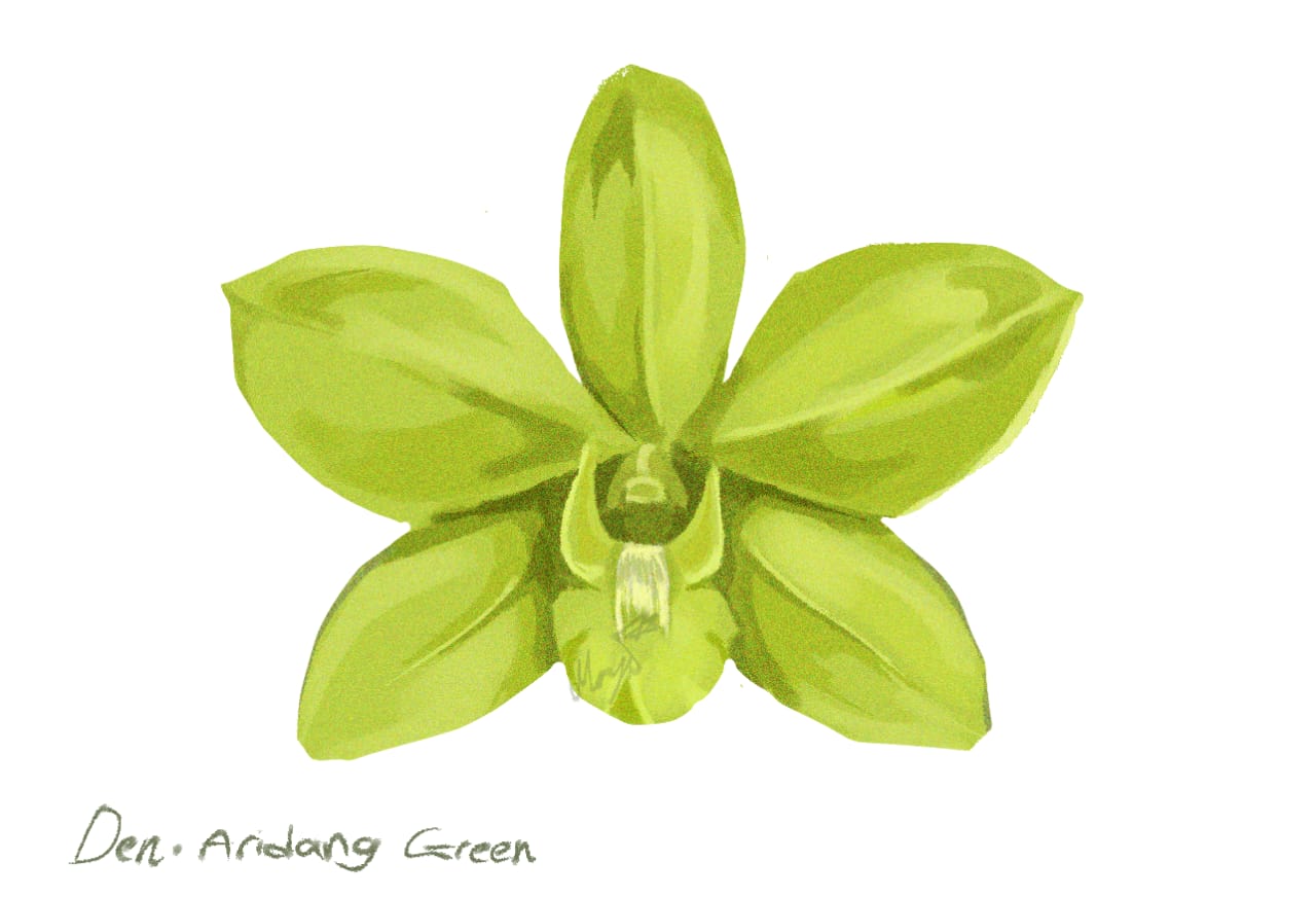 Illustration of a green orchid on a white background