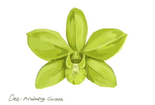 Illustration of a green orchid on a white background