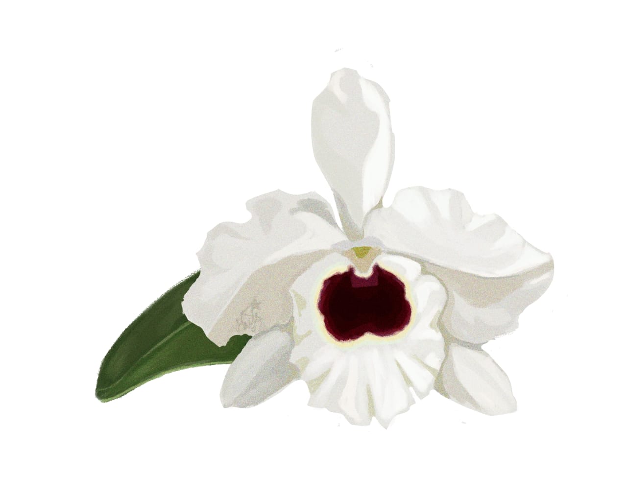Illustration of White orchid with a dark center on a white background