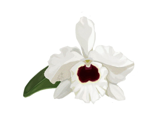 Illustration of White orchid with a dark center on a white background