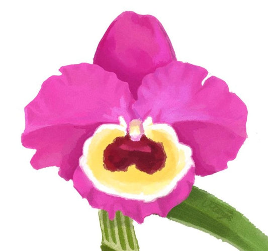 Illustration of a pink orchid flower with a white center on a white background