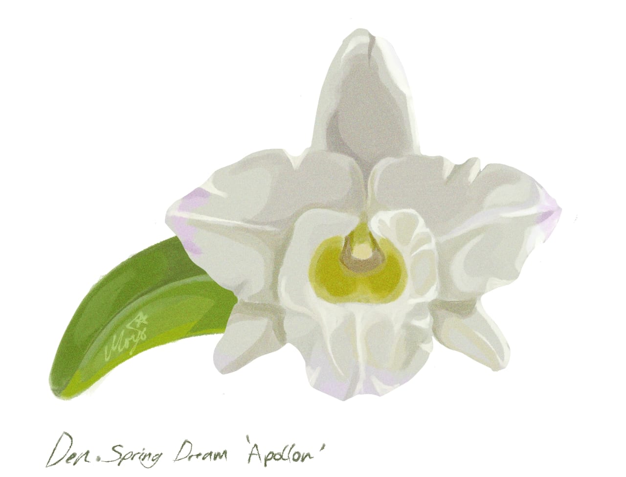 White orchid illustration with green leaf on a white background of Dendrobium Spring Dream ‘Apollon’
