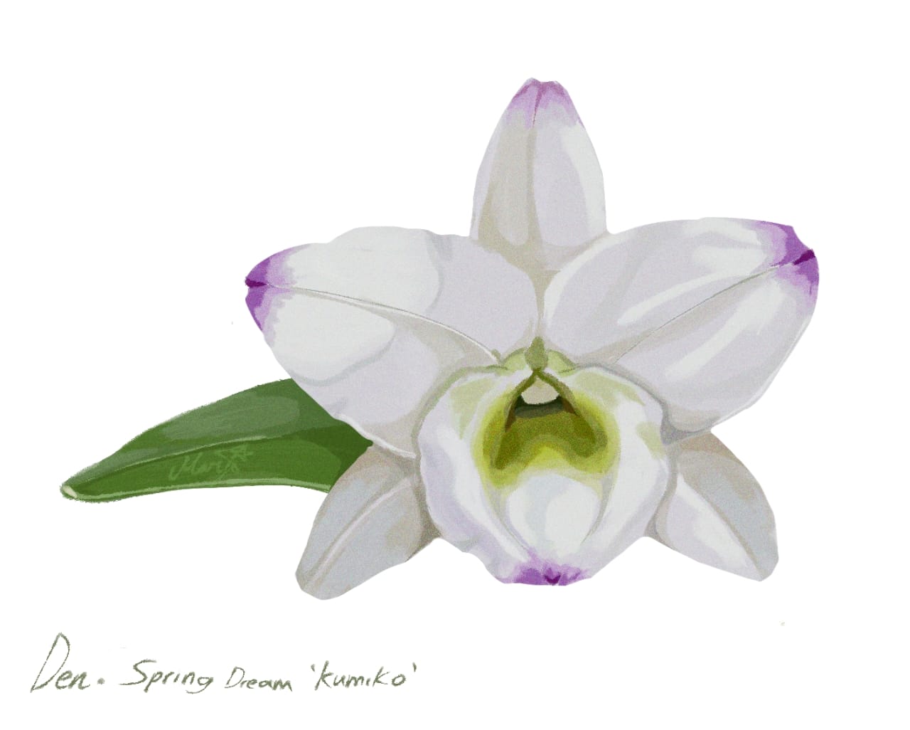 White orchid with purple accents on a white background