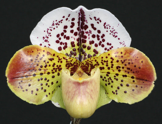 Paphiopedilum Starstruck