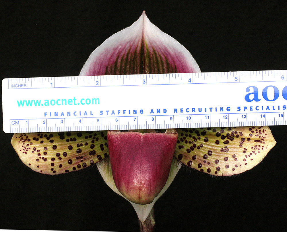 Paphiopedilum Dark Destiny ‘Oh My’ FCC/AOS