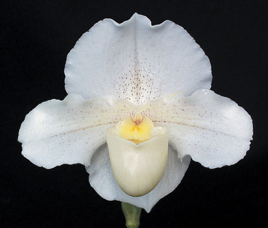 Paphiopedilum Dottie McDowell 'Snowdrift'
