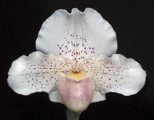 Paphiopedilum Freckles 'Chalcedonay Pink'