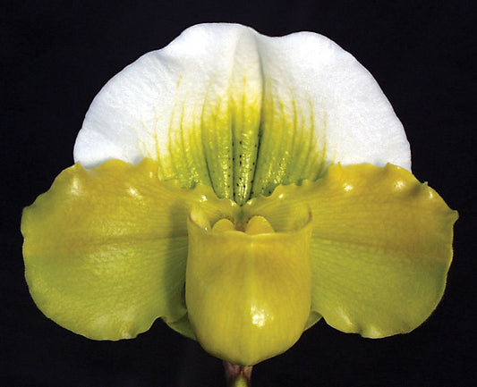 Paphiopedilum Via Pekeruru ‘Green Glory’