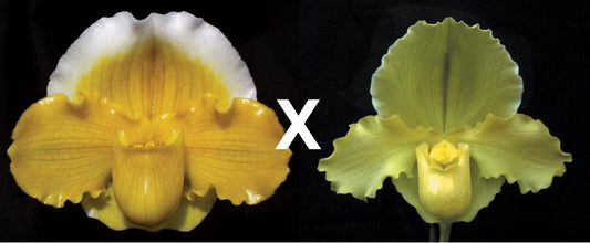 Paphiopedilum Elfin Moon