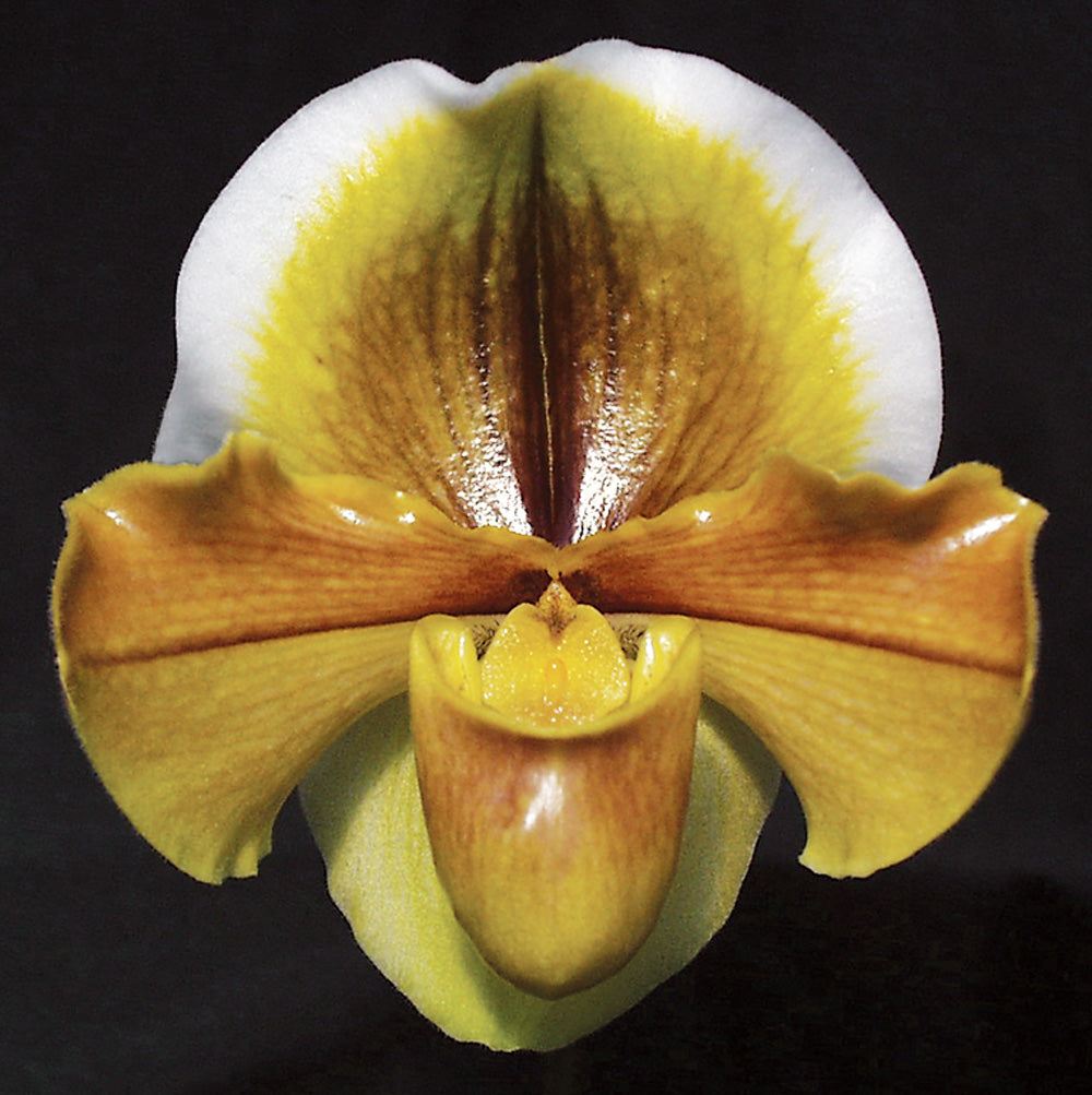 Paphiopedilum Ruth Wright 'Aurora' HCC/AOS