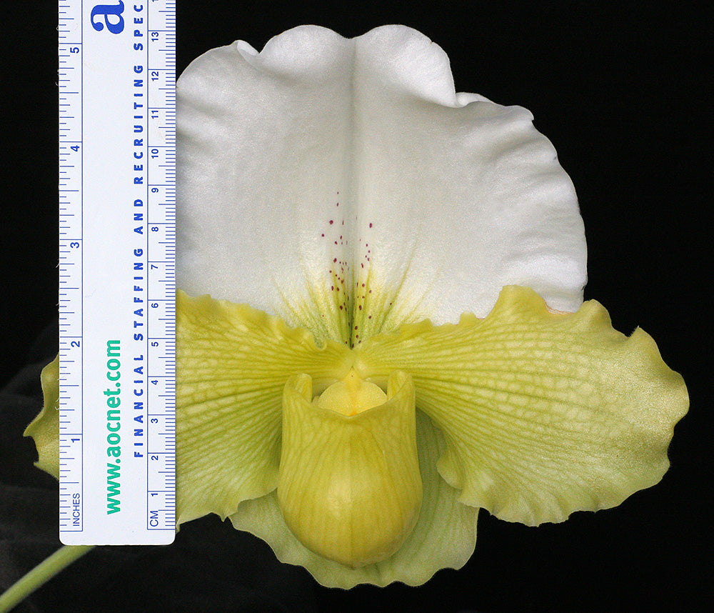 Paphiopedilum Titan’s Gold ‘Massive’