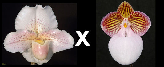 Paph. Freckles x micranthum