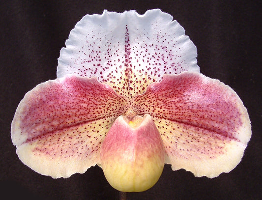 Paphiopedilum Winter Star