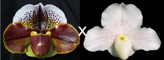 Paphiopedilum Pandemonium 'Shock Wave' AM/AOS x Skip Bartlett 'White Pepper' HCC