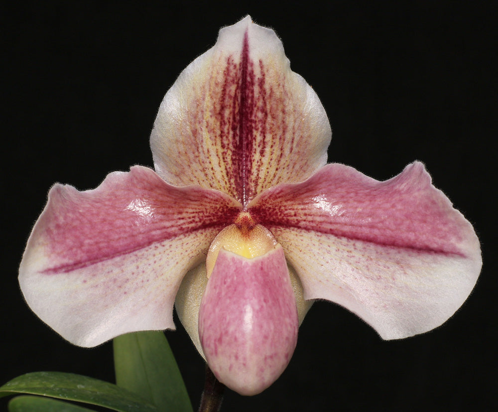 Paphiopedilum Dewlish ‘Chilton’ AM/RHS