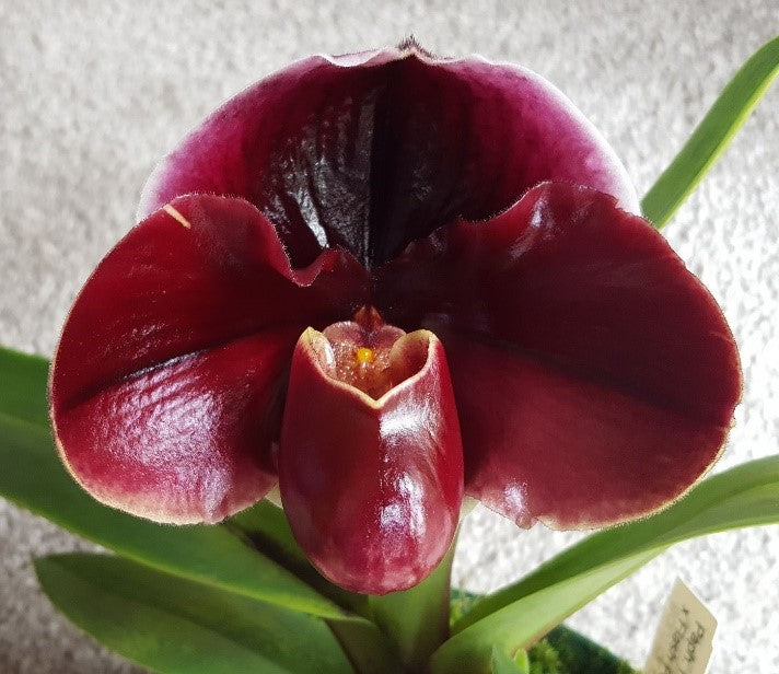 Paphiopedilum Fiordland Sunset 'Powerhouse' x Flash Point 'Rotunda'